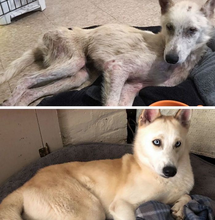 15 antes e depois de animais de estimação que foram resgatados 3