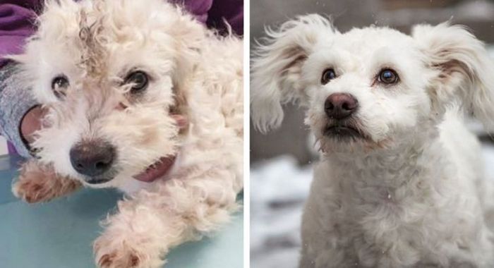 15 antes e depois de animais de estimação que foram resgatados 5