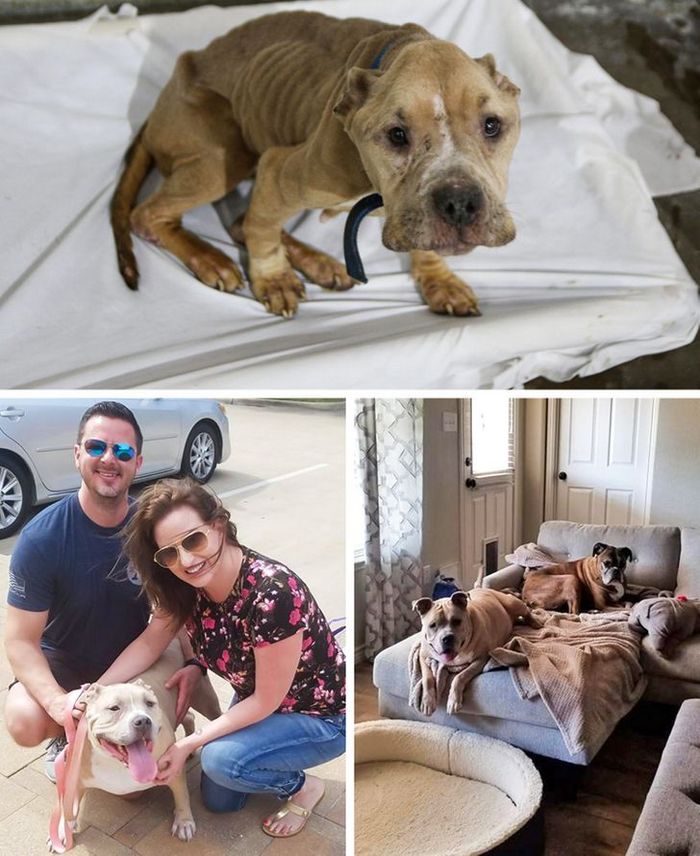 15 antes e depois de animais de estimação que foram resgatados 9