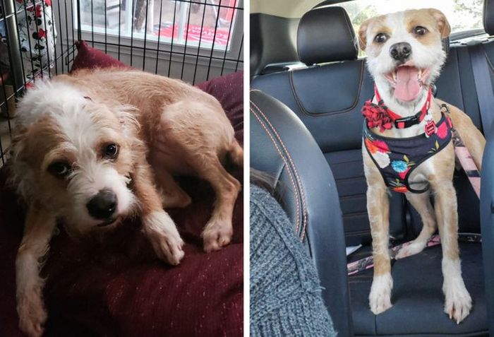 15 antes e depois de animais de estimação que foram resgatados 10