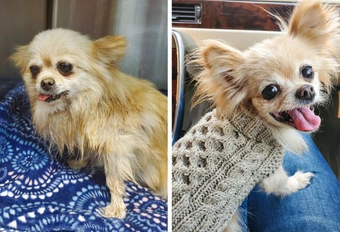 15 antes e depois de animais de estimação que foram resgatados 12