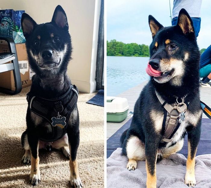 15 antes e depois de animais de estimação que foram resgatados 13