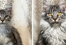 15 antes e depois de animais de estimação que foram resgatados 7