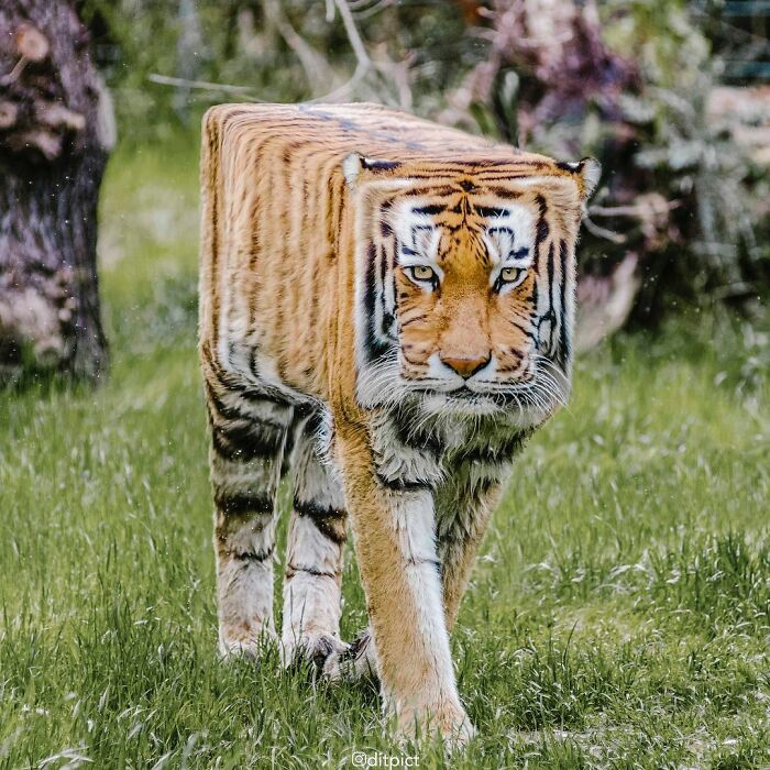 Artista muda animais para terem a forma de cubos (38 fotos) 5