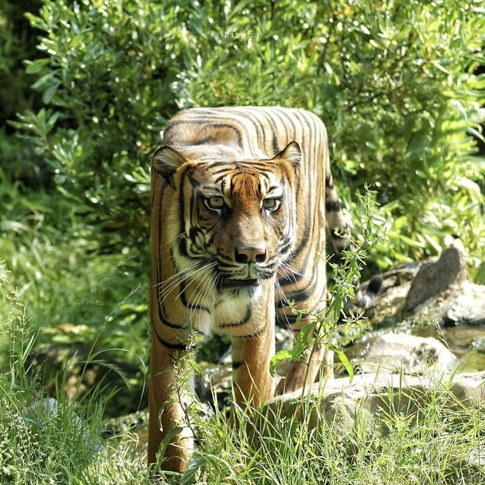 Artista muda animais para terem a forma de cubos (38 fotos) 13