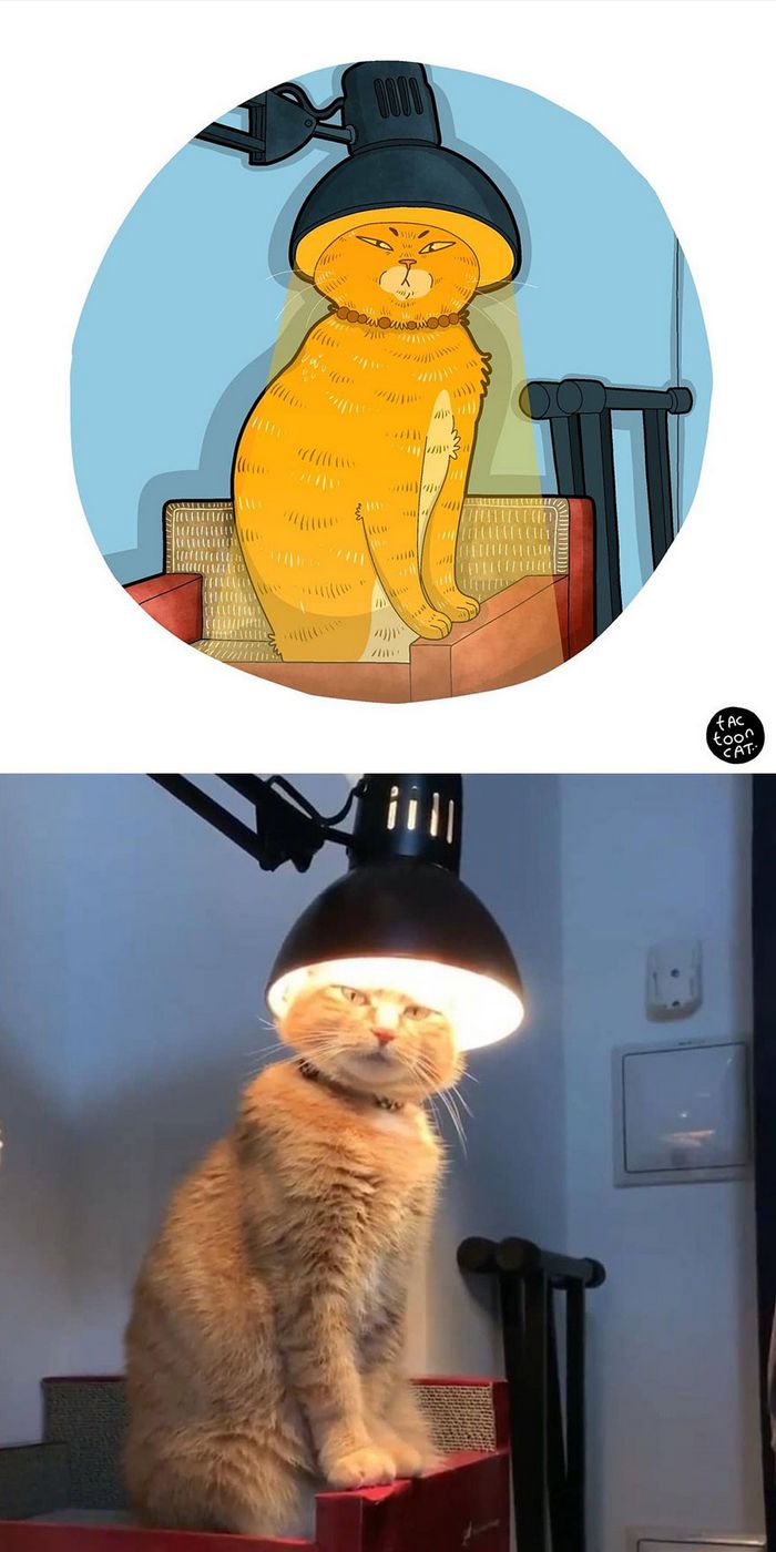Artista transforma fotos engraçadas de gatos em ilustrações (35 fotos) 12
