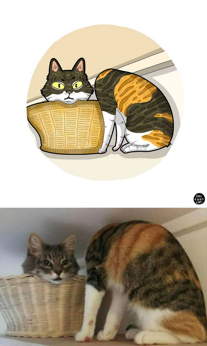 Artista transforma fotos engraçadas de gatos em ilustrações (35 fotos) 17