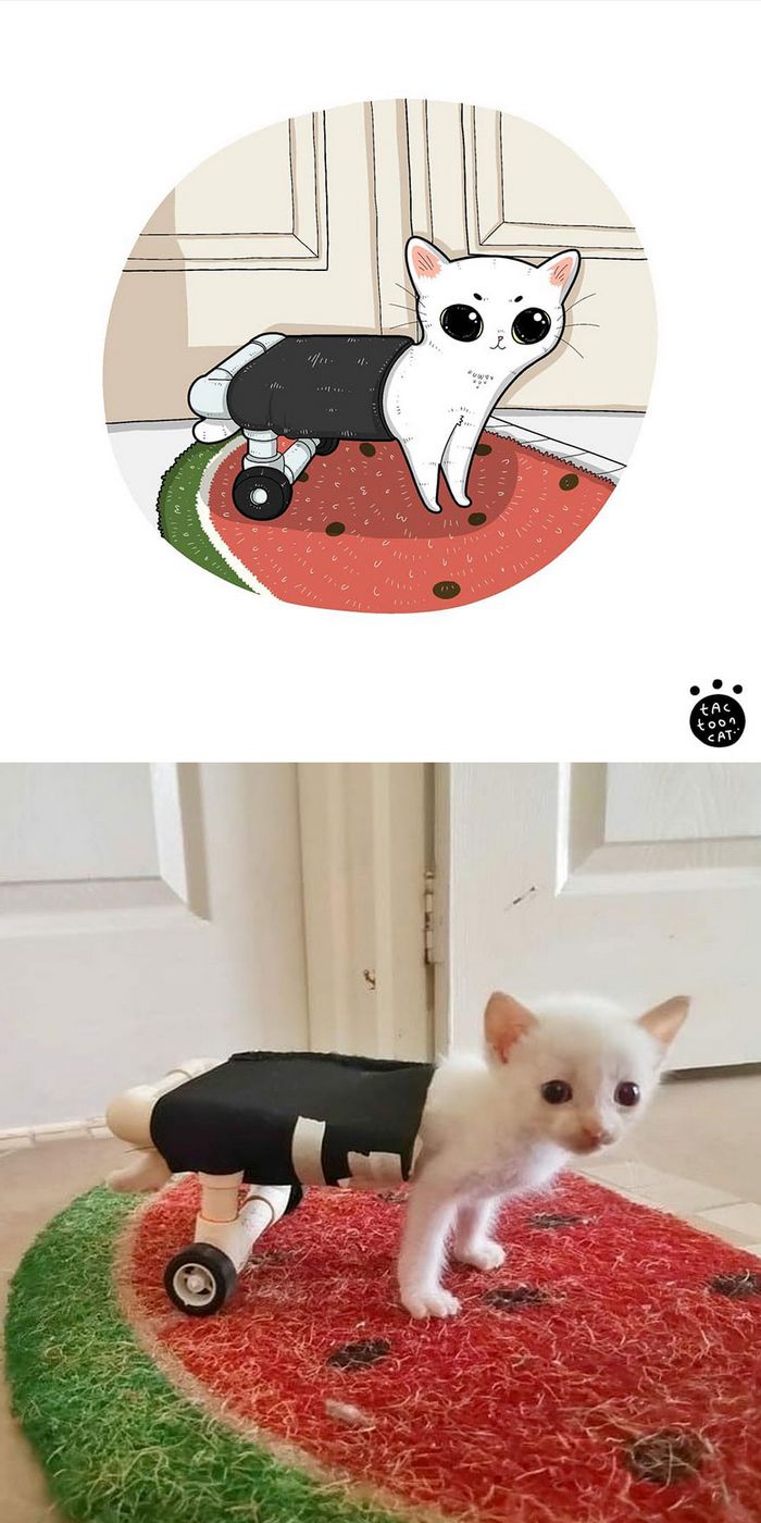 Artista transforma fotos engraçadas de gatos em ilustrações (35 fotos) 20