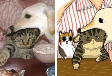 Artista transforma fotos engraçadas de gatos em ilustrações (35 fotos) 39