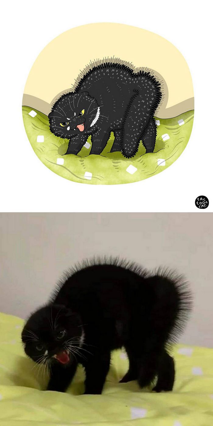 Artista transforma fotos engraçadas de gatos em ilustrações (35 fotos) 23