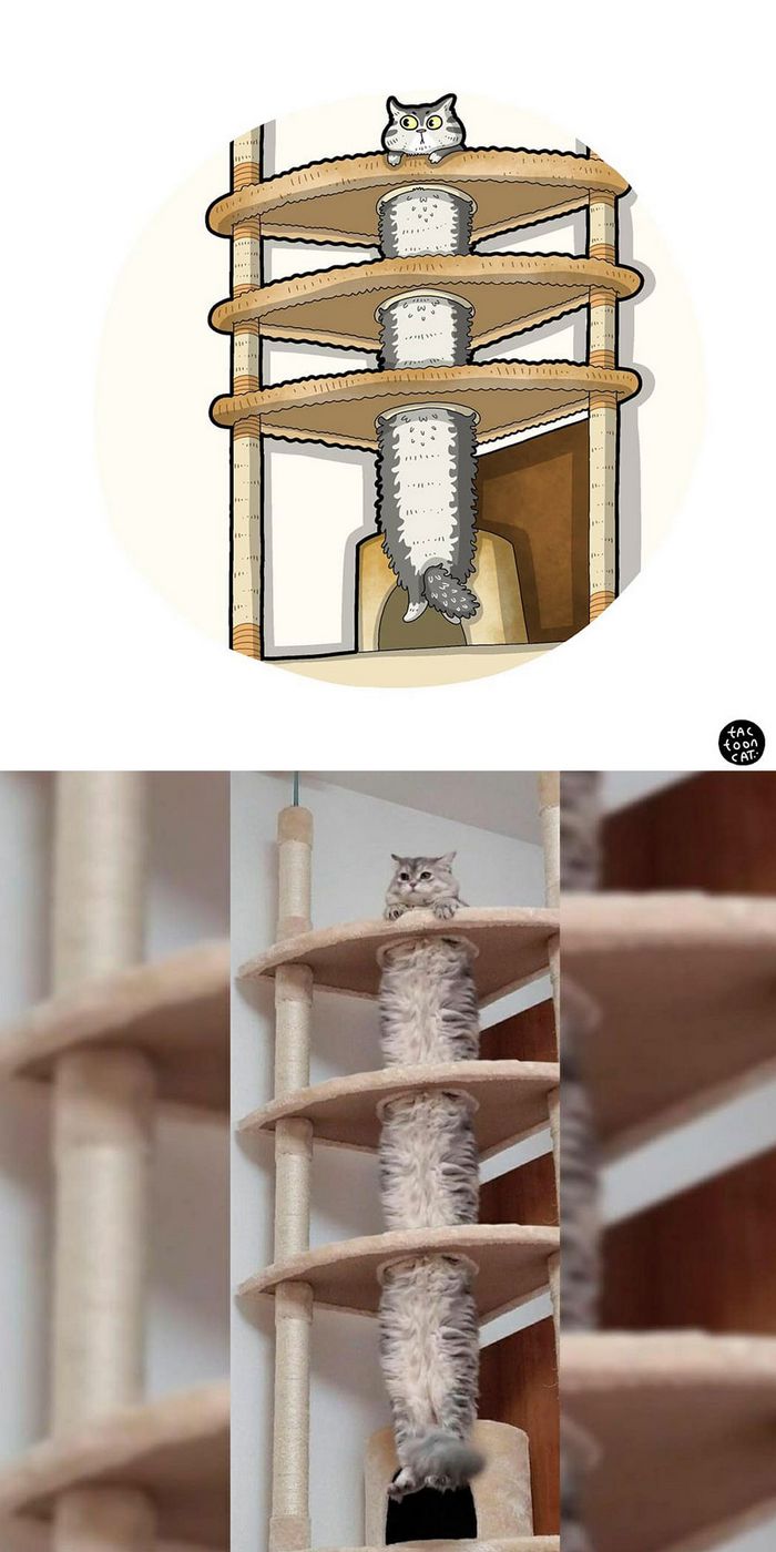 Artista transforma fotos engraçadas de gatos em ilustrações (35 fotos) 28