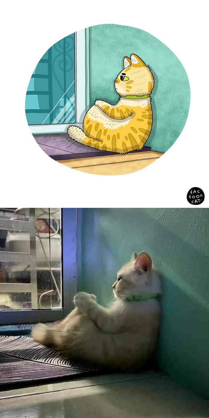 Artista transforma fotos engraçadas de gatos em ilustrações (35 fotos) 31