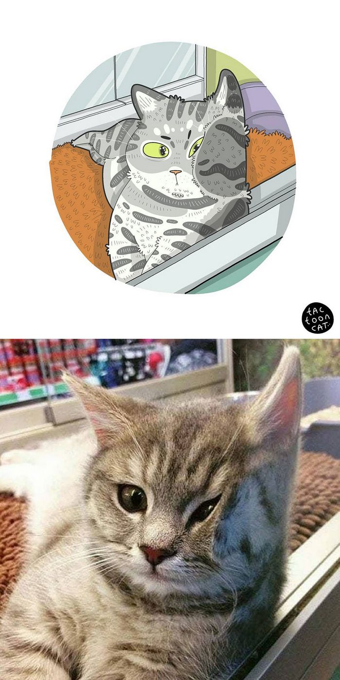 Artista transforma fotos engraçadas de gatos em ilustrações (35 fotos) 33