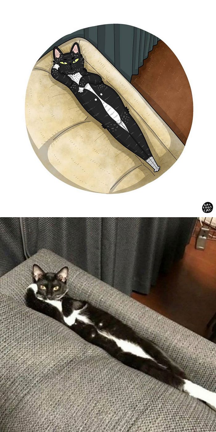 Artista transforma fotos engraçadas de gatos em ilustrações (35 fotos) 34