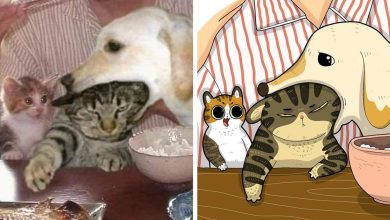 Artista transforma fotos engraçadas de gatos em ilustrações (35 fotos) 19