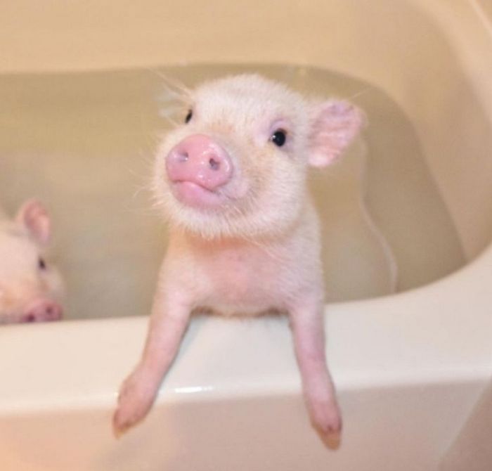 26 animais de estimação que não gosta de tomar banho 11