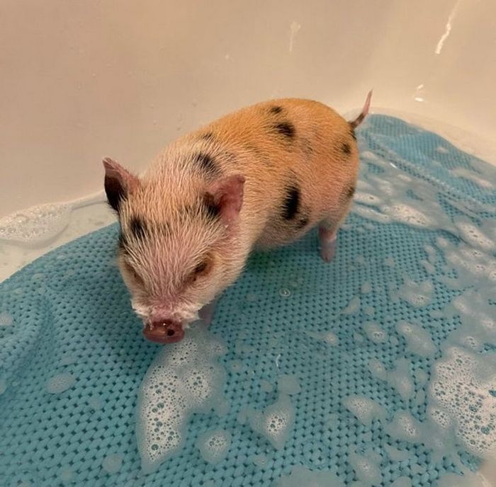 26 animais de estimação que não gosta de tomar banho 25