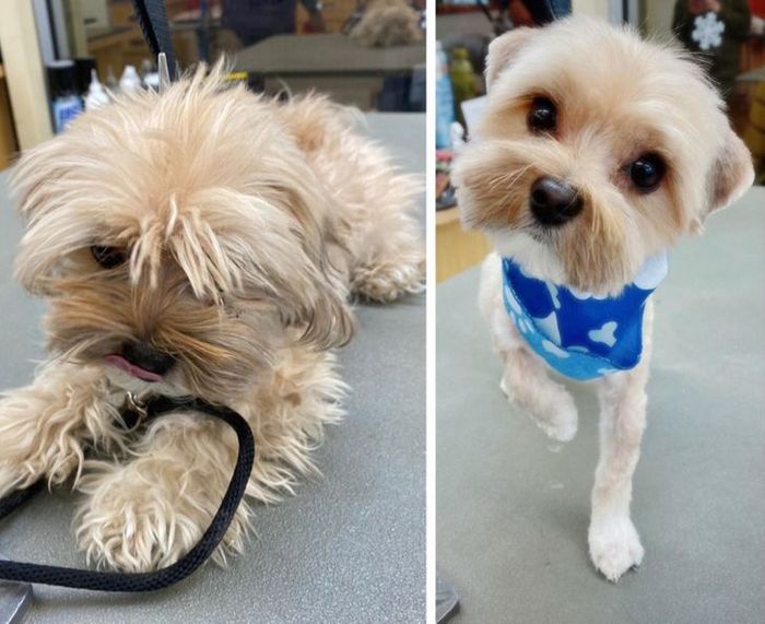 15 cães cujos donos não conseguiam reconhecê-los depois de pegá-los no pet shop 3