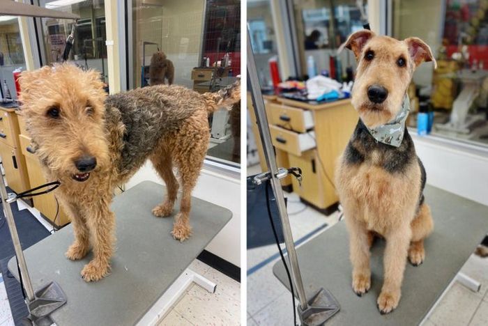 15 cães cujos donos não conseguiam reconhecê-los depois de pegá-los no pet shop 4