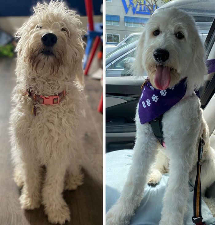 15 cães cujos donos não conseguiam reconhecê-los depois de pegá-los no pet shop 14