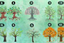 Escolha uma árvore e descubra características da sua personalidade 37