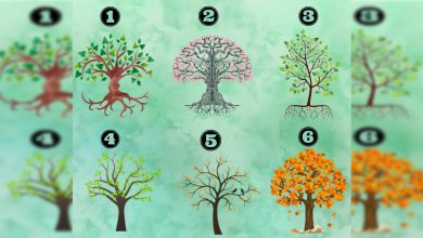 Escolha uma árvore e descubra características da sua personalidade 7