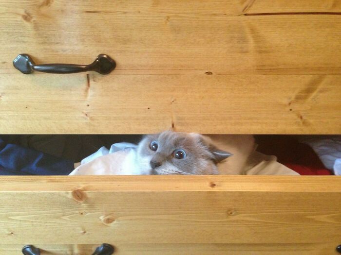 31 gatos aventureiros que se escondem nos lugares mais inusitados! 17
