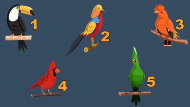 Escolha uma ave e descubra algo sobre sua personalidade 32