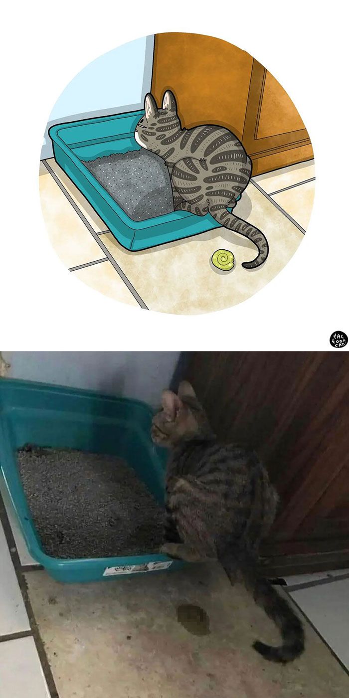 34 Fotos engraçadas de gatos virais ilustradas por este artista 4