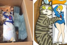34 Fotos engraçadas de gatos virais ilustradas por este artista 12