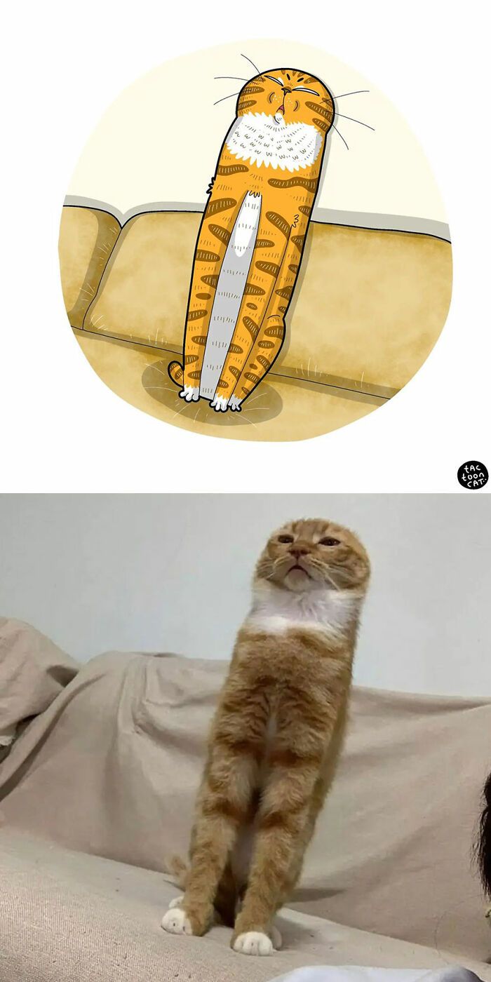 34 Fotos engraçadas de gatos virais ilustradas por este artista 30