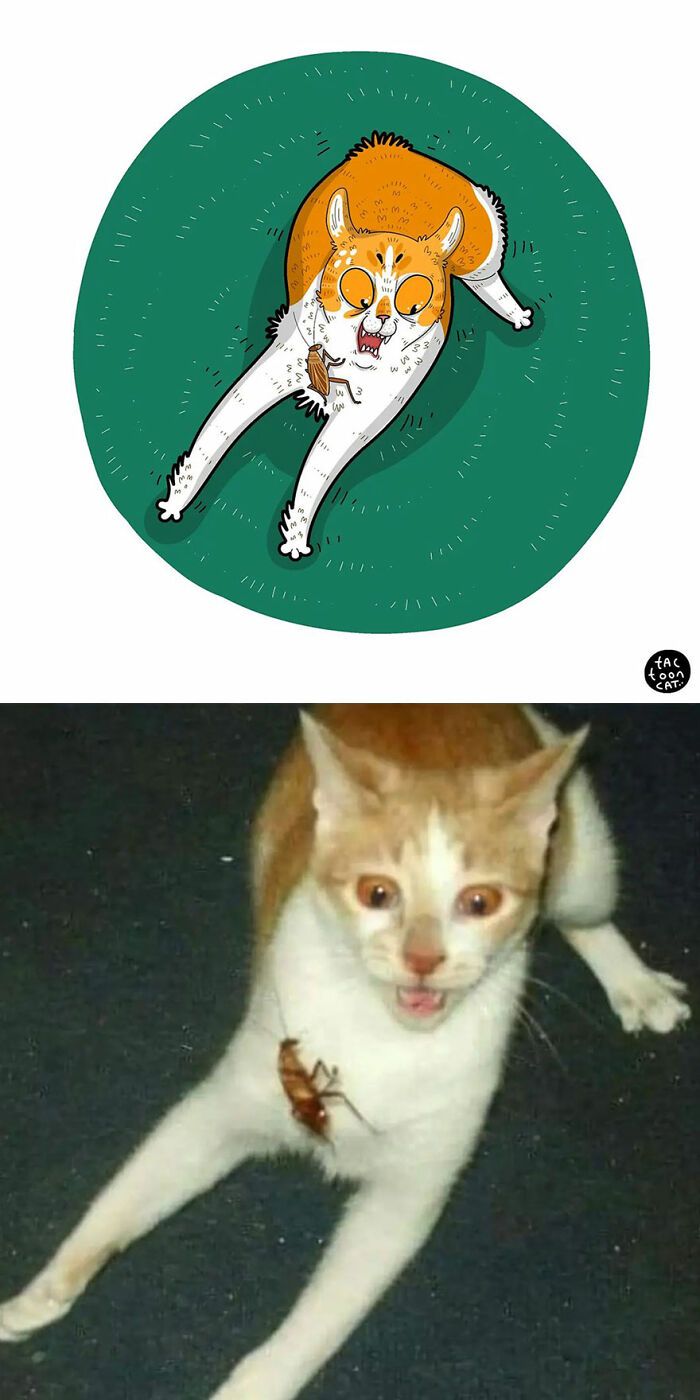 34 Fotos engraçadas de gatos virais ilustradas por este artista 33