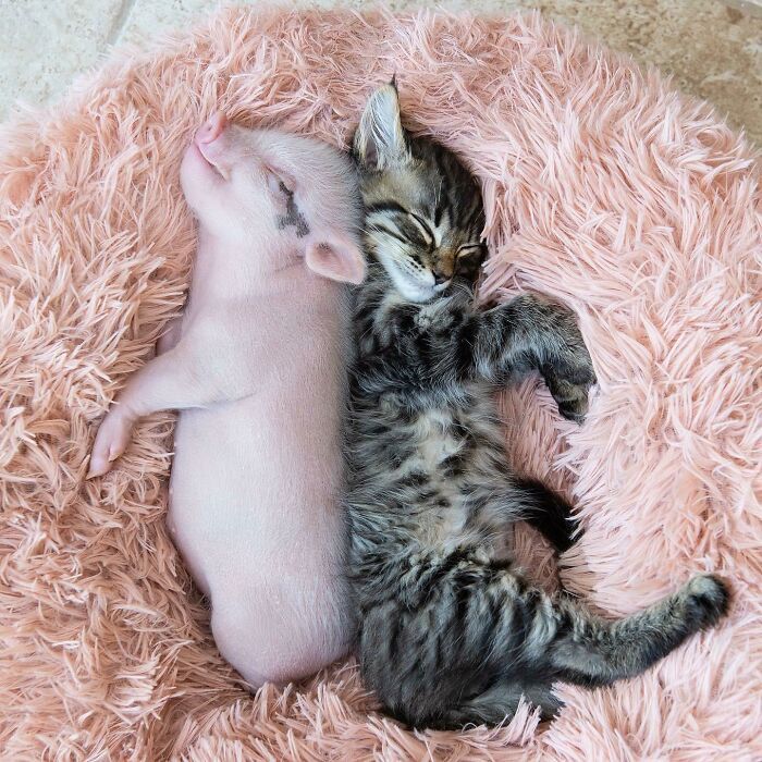 Porcos podem ser muito sociáveis ​​e amorosos também e essas 40 fotos provam isso 2