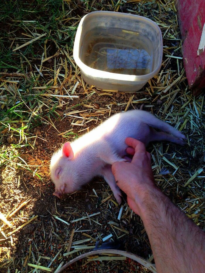 Porcos podem ser muito sociáveis ​​e amorosos também e essas 40 fotos provam isso 4