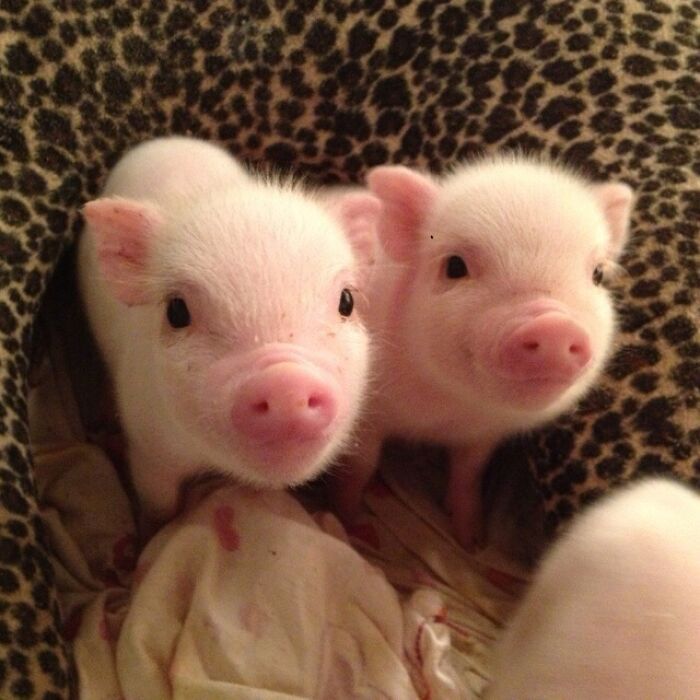 Porcos podem ser muito sociáveis ​​e amorosos também e essas 40 fotos provam isso 7