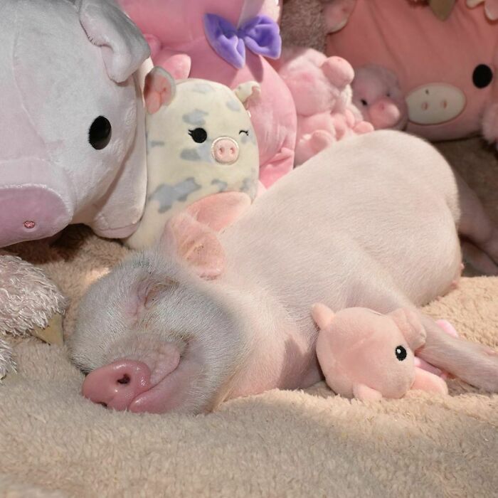 Porcos podem ser muito sociáveis ​​e amorosos também e essas 40 fotos provam isso 9