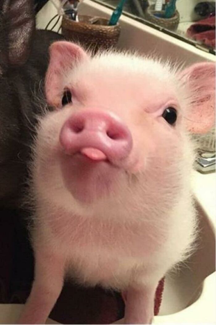 Porcos podem ser muito sociáveis ​​e amorosos também e essas 40 fotos provam isso 18