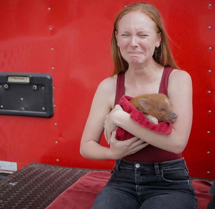 Porcos podem ser muito sociáveis ​​e amorosos também e essas 40 fotos provam isso 20