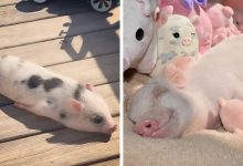 Porcos podem ser muito sociáveis ​​e amorosos também e essas 40 fotos provam isso 28