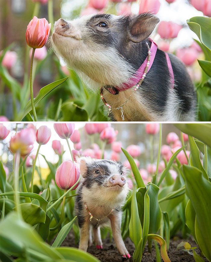 Porcos podem ser muito sociáveis ​​e amorosos também e essas 40 fotos provam isso 30