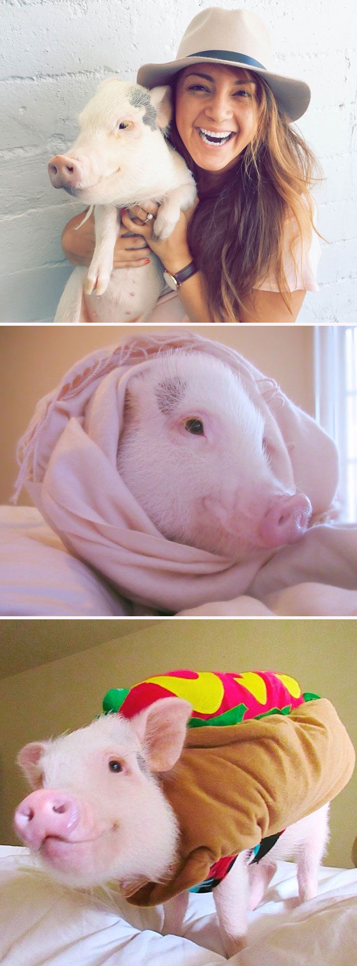 Porcos podem ser muito sociáveis ​​e amorosos também e essas 40 fotos provam isso 31