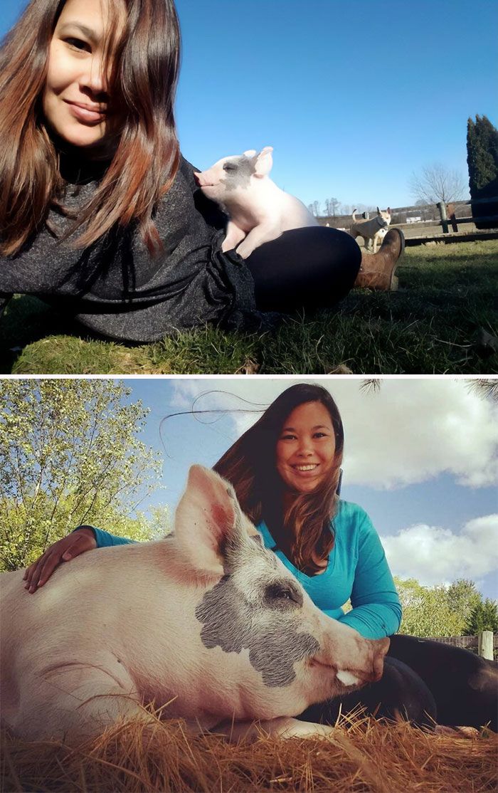 Porcos podem ser muito sociáveis ​​e amorosos também e essas 40 fotos provam isso 32