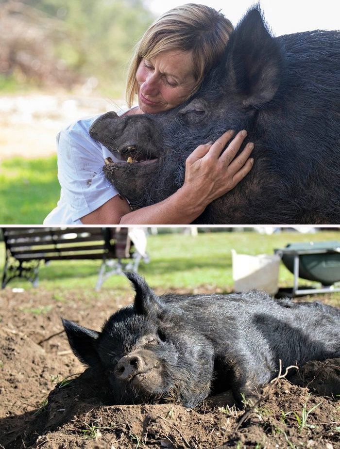 Porcos podem ser muito sociáveis ​​e amorosos também e essas 40 fotos provam isso 35