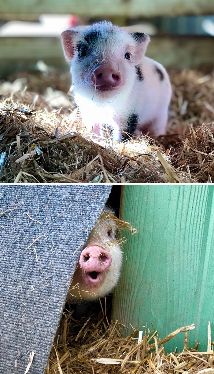 Porcos podem ser muito sociáveis ​​e amorosos também e essas 40 fotos provam isso 36