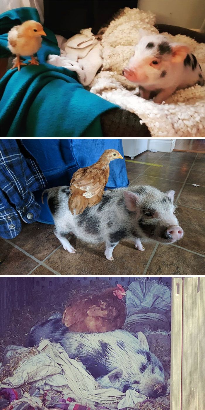 Porcos podem ser muito sociáveis ​​e amorosos também e essas 40 fotos provam isso 39