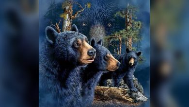 A paciência faz parte do seu caráter? Quantos ursos você consegue enxergar? 6