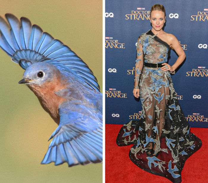 15 celebridades com roupas inspiradas em animais para provar que a natureza é a melhor fonte de inspiração 5