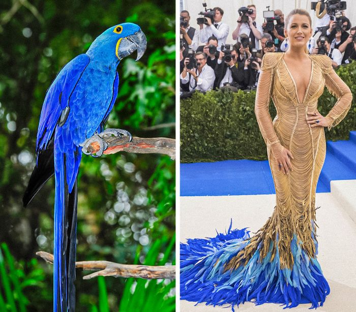 15 celebridades com roupas inspiradas em animais para provar que a natureza é a melhor fonte de inspiração 6