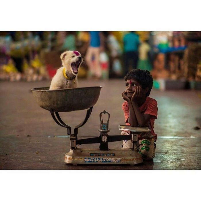 42 fotos de animais poderosas da página do Instagram “The Decisive Moments Magazine” 3