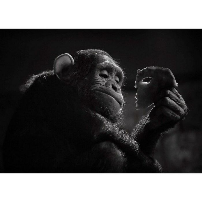 42 fotos de animais poderosas da página do Instagram “The Decisive Moments Magazine” 6